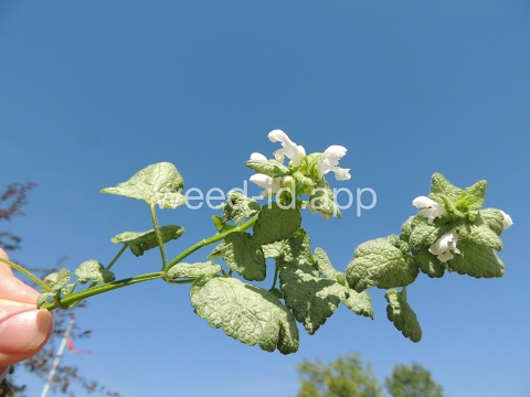 deadnettle, spotted